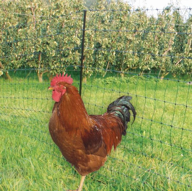 Pluimveenet groen 50 mtr / 125 cm met dubbele pen, Dieren en Toebehoren, Pluimvee | Toebehoren, Nieuw, Ophalen of Verzenden