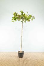 Platanus x hispanica dakvorm, Tuin en Terras