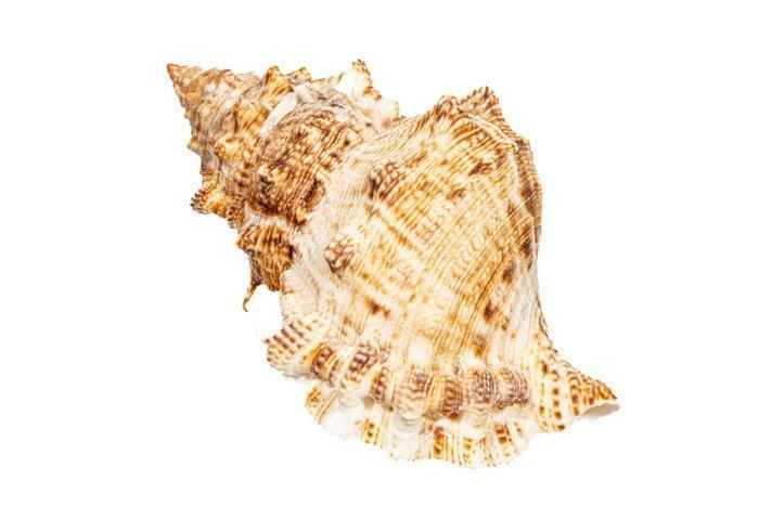 Giant Frog Shell - zonder minimumprijs Taxidermie, Verzamelen, Dierenverzamelingen