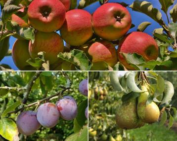 Fruitbomen - Populair - 3 stuks - Omtrek: 6-10 cm | Halfstam beschikbaar voor biedingen