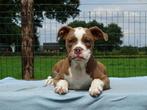 Old English Bulldog pups! | Mogen mee! | Hartelijk Welkom., Dieren en Toebehoren, Honden | Bulldogs, Pinschers en Molossers, Parvo
