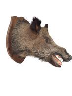 Wild zwijn Taxidermie volledige montage - SUS SCROFA - 59 cm, Verzamelen, Dierenverzamelingen, Nieuw