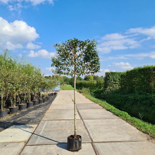 Portugese laurier leiboom | Groenblijvende Leilaurier, Tuin en Terras, Overige Tuin en Terras, Nieuw
