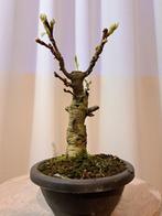 Wisteria bonsai - Hoogte (boom): 20 cm - Diepte (boom): 10, Antiek en Kunst