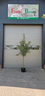 Stoofpeer gieserwildeman peer peren oude perenbomen, Tuin en Terras, In pot