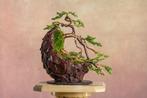 Jeneverbes bonsai (Juniperus) - Hoogte (boom): 15 cm -