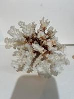 Wit koraal Pocillopora verrucosa Koraal - Pocillopora, Nieuw