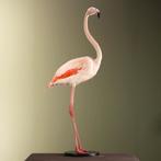 Rode Flamingo Taxidermie Opgezette Dieren By Max, Verzamelen, Dierenverzamelingen, Ophalen of Verzenden, Nieuw, Vogel, Opgezet dier