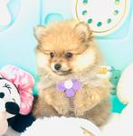 Mini pomeranian pomeriaan reutjes, ouders aanwezig, Dieren en Toebehoren, Honden | Poolhonden, Keeshonden en Oertypen, Parvo, Keeshond