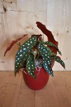 Begonia Maculata in rode pot, Verzenden