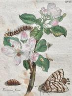 Maria Sibylla Merian (1647–1717) - Melo in fiore , Originale