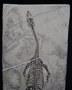 Zeereptiel - Gefossiliseerd dier - Keichousaurus hui - 21 cm
