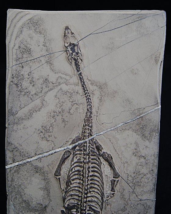 Zeereptiel - Gefossiliseerd dier - Keichousaurus hui - 21 cm, Verzamelen, Mineralen en Fossielen