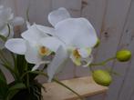Orchidee phalaenopsis 3 stelen wit 30 cm - Warentuin Mix, Nieuw, Verzenden