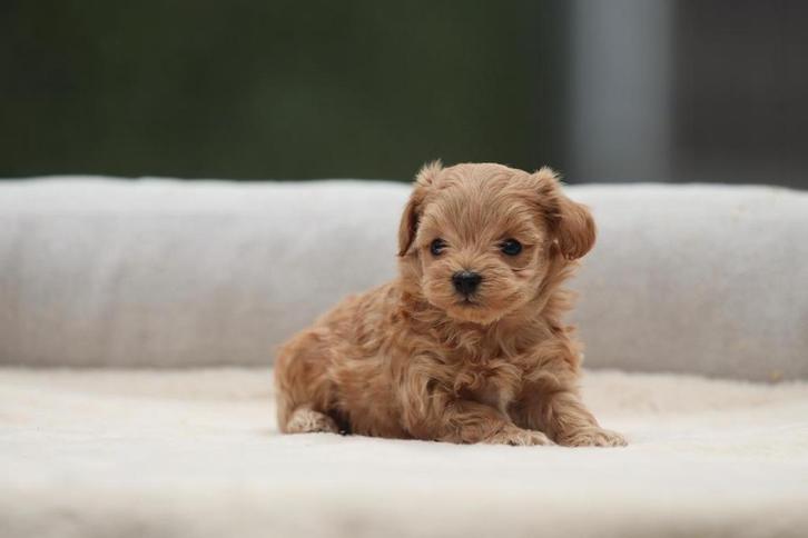 Maltipoo, mini hondje, mix Maltezer x Poedel, Dieren en Toebehoren, Honden | Chihuahua's en Gezelschapshonden, Meerdere, Meerdere dieren