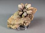 Zee-egel - Fossiel skelet - Arcestes sundaicum - 13.5 cm - 8