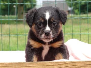 Old English Bulldog pups! t Gezonde type. Mogen direct mee! beschikbaar voor biedingen