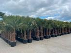 Trachycarpus fortunei palmbomen,Olijfbomen,Vijgenbomen,Vijg!, Tuin en Terras, Ophalen of Verzenden, 100 tot 250 cm, Olijfboom