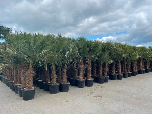 Trachycarpus fortunei palmbomen,Olijfbomen,Vijgenbomen,Vijg!, Tuin en Terras, Planten | Bomen, Olijfboom, Volle zon, In pot, 100 tot 250 cm