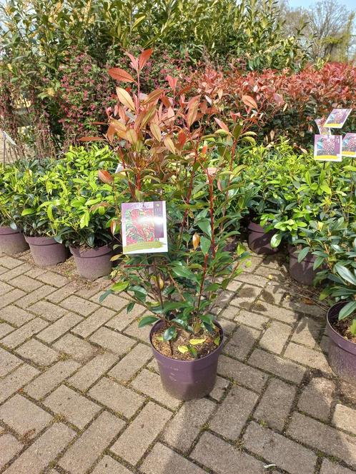 Photinia Fraseri Carre Rouge glansmispel 100cm, Tuin en Terras, Planten | Struiken en Hagen, Ophalen