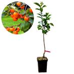 kaki Lotus Diospyros Cioccolatino + Pot 23cm, Verzenden, Volle zon