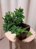 Jeneverbes bonsai (Juniperus) - Hoogte (boom): 13 cm -