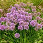 Allium Millenium - Zilverkaars - Wortelgoed - 5 stuks, Tuin en Terras, Planten | Tuinplanten, Verzenden