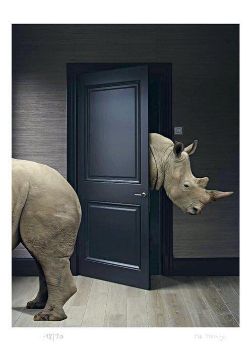 Mr Strange - Apartment Rhinoceros, Antiek en Kunst, Kunst | Schilderijen | Modern