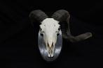 Sheep Skull with large curled horns Bot - Ovis aries - 22 cm, Verzamelen, Dierenverzamelingen, Nieuw