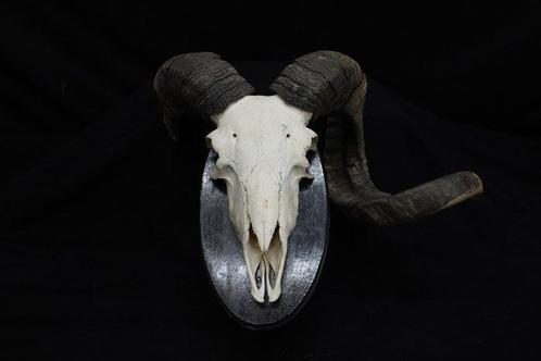 Sheep Skull with large curled horns Bot - Ovis aries - 22 cm, Verzamelen, Dierenverzamelingen