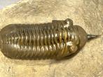 Trilobiet - Fossiel skelet - Morocconites Malladoides - 21