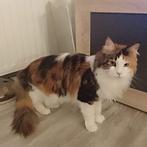 Te koop maincoon Black torty tabby  poes