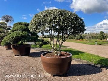 Meerstammige bomen heesters bladhoudend krentenboom struik beschikbaar voor biedingen