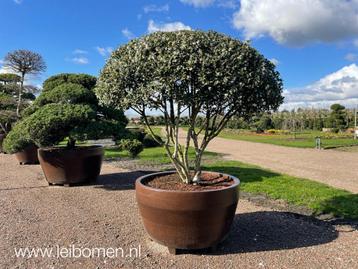 Meerstammige bomen heesters bladhoudend krentenboom struik