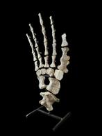 Mosasaurus Skelet - Fossilized Mosasaurus fin - 60 cm - 30, Verzamelen, Mineralen en Fossielen
