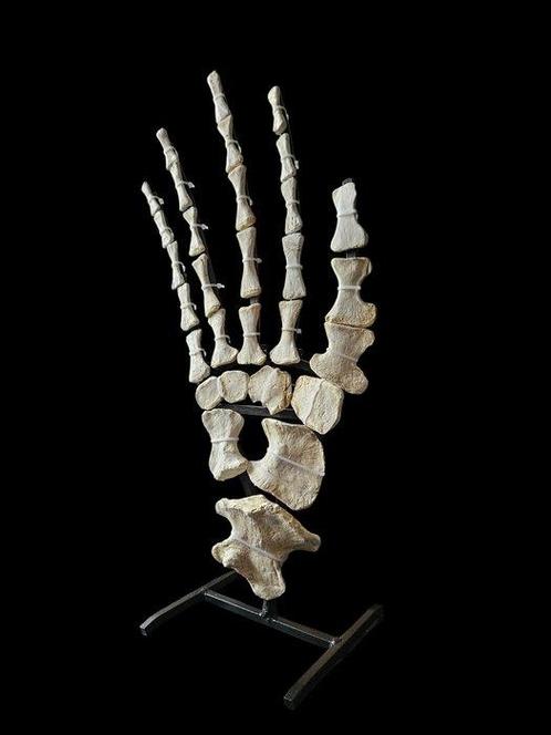Mosasaurus Skelet - Fossilized Mosasaurus fin - 60 cm - 30, Verzamelen, Mineralen en Fossielen
