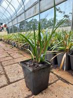 Liriope muscari Ingwersen, Ophalen