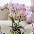 Kolibri Orchids | Roze phalaenopsis orchidee - Portugal - po, Verzenden, Nieuw