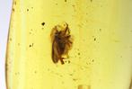 Authentieke Baltische barnsteen met fossiele insect BIG FLY, Nieuw