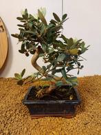 Olijf bonsai (Olea europaea) - Hoogte (boom): 24 cm - Diepte