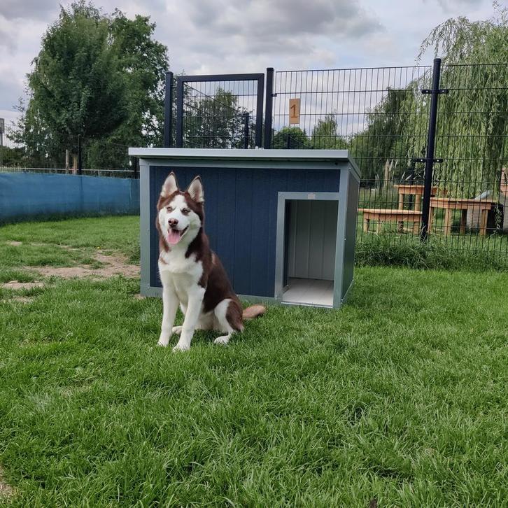 Hondenhok Geïsoleerd. Onderhoudsvrij! 2j GARANTIE Nachthok, Dieren en Toebehoren, Hondenhokken, 110 cm of meer, Hondenhok, Nieuw