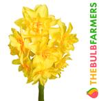 Bloembollen - 32 x Narcis Golden Rain - geel, Verzenden, Voorjaar, Volle zon, Bloembol