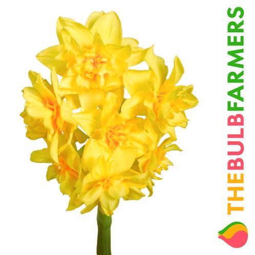 Bloembollen - 32 x Narcis Golden Rain - geel, Tuin en Terras, Bloembollen en Zaden, Bloembol, Voorjaar, Volle zon, Verzenden