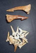 Collectie van natuurlijke en geconserveerde fossielen -