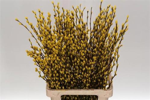 Katwilg wilgenkatjes gekleurde katjeswilg geel salix bundel, Hobby en Vrije tijd, Knutselen, Nieuw, Ophalen of Verzenden
