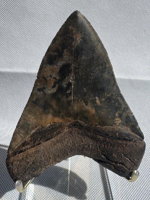 Megalodon - Fossiele tand - Carcharocles megalodon - 11.1 cm, Verzamelen, Mineralen en Fossielen