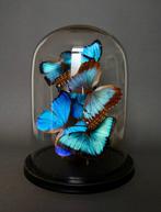 Vlinder Taxidermie volledige montage - Morpho peleides x, Antiek en Kunst