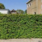 Woning te huur in Hengelo (O) - 35 m² - 1 kamer(s), Huizen en Kamers, Overige soorten, Hengelo (O), Overijssel