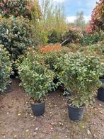 Viburnum tinus Eve price sneeuwbal, Ophalen