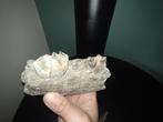 Wolharige neushoorn - Fossiele kies - 13 cm - 9 cm, Verzamelen, Mineralen en Fossielen